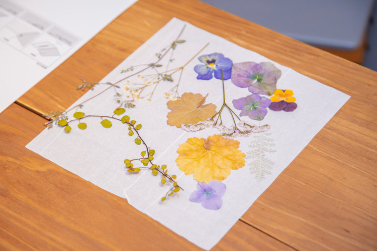 自由研究_小学生_押し花を作ろう